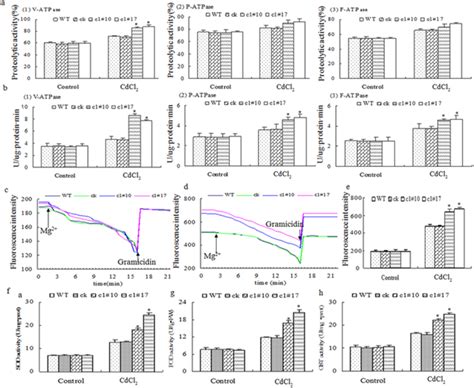 V-ATPase activity and other related enzymes activities analysis of ...