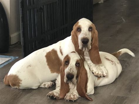 Lowdown Love Basset Hounds – NC Basset Hound Breeder