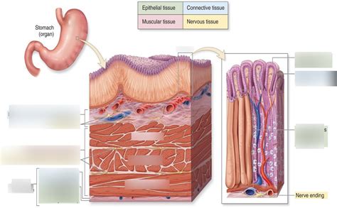 Basic Tissues Diagram Quizlet