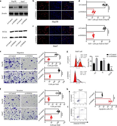 Down Regulation Of SNHG6 Inhibited The Progression Of HCC In Vitro A