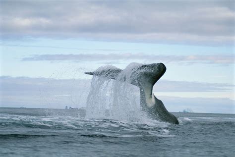 Bowhead Whale | Species | WWF | Bowhead whale, Whale species, Whale