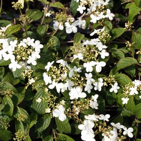 Summer Snowflake Viburnum In 2022 Viburnum Snowflakes Bedding Plants