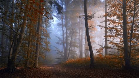 Sfondi Luce Del Sole Alberi Paesaggio Autunno Inverno Ramo