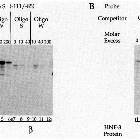 Competition Of HNF 3et And HNF 313 Binding To Two Binding Sites In The