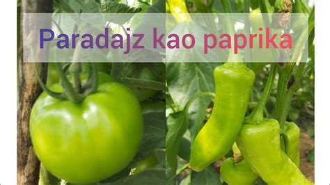 Paradajz Kao Paprika Youtube