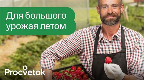 ПЕРВАЯ ОБРАБОТКА И ПОДКОРМКА КЛУБНИКИ ВЕСНОЙ, от которых зависит ...