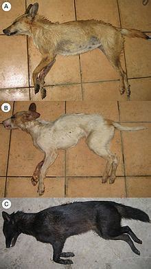 Jackal–dog hybrid - Alchetron, The Free Social Encyclopedia