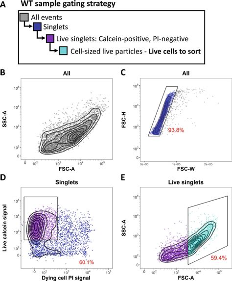 Fig 2 Facs Gating Strategy For Live Whole Body Regeneration