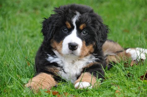 Bernese Mountain Dog Cross Puppies