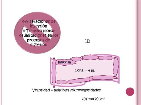 Sindrome De Malabsorcion Intestinal Ppt Descarga Gratuita