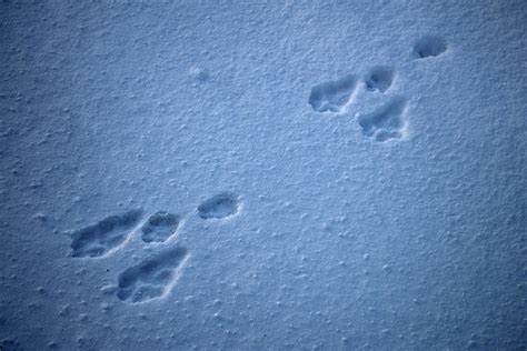 Rabbit Tracks Photograph By Cathy Mahnke Pixels
