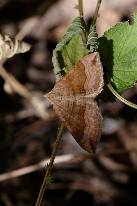 Phalène de l Ansérine Scotopteryx chenopodiata André LABETAA Flickr