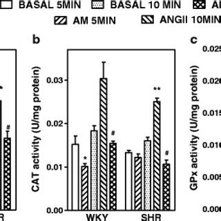 Effect Of Am And Ang Ii On Antioxidant Enzyme Activities Sod A Cat