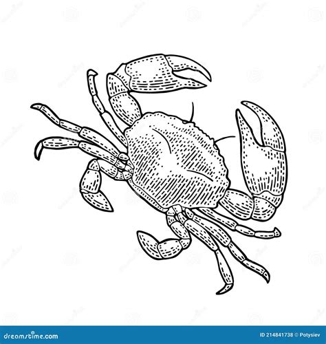 Crab Isolated On White Vector Black Vintage Engraving Stock Vector