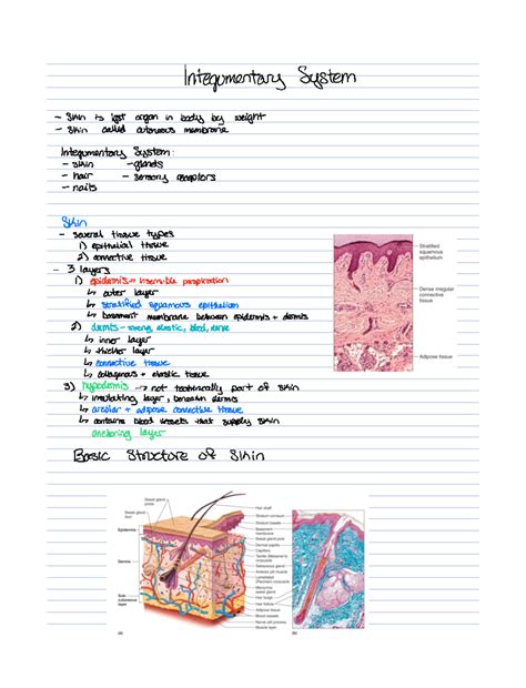 Chapter 6- integumentary - ####### Integumentary System Skin is last