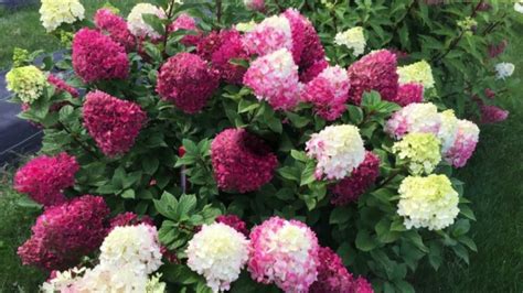 Хорошие сорта, рекумендую для начинающих выращивать метельчатые ...