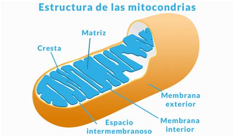 Estructura De La Mitocondria Dinami