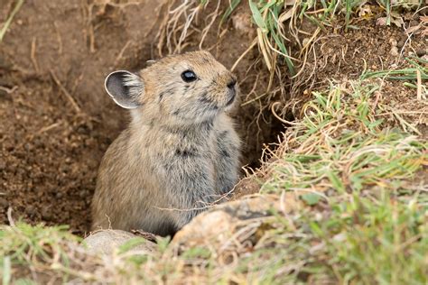 Plateau Pika Ochotona Curzoniae Plateau Pika Ochotona C Flickr