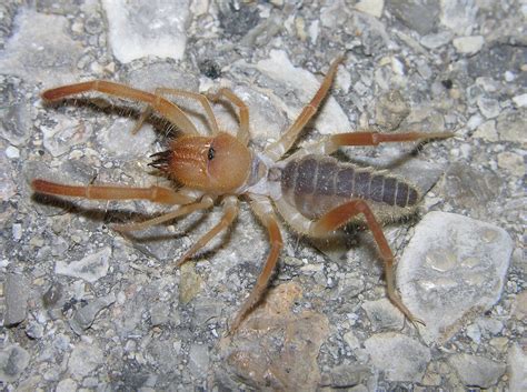 Camel spider (Eremobatidae), near Carlsbad, New Mexico - a photo on ...