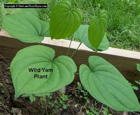 Wild Yam Dioscorea Villosa Root Buyer