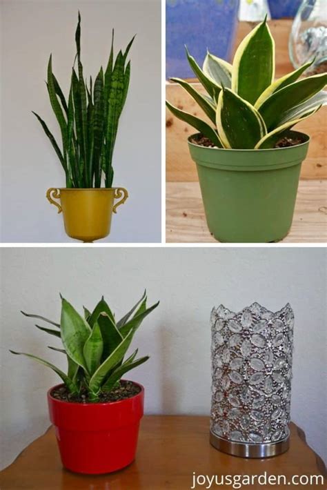 Can You Plant Different Types Of Snake Plants Together