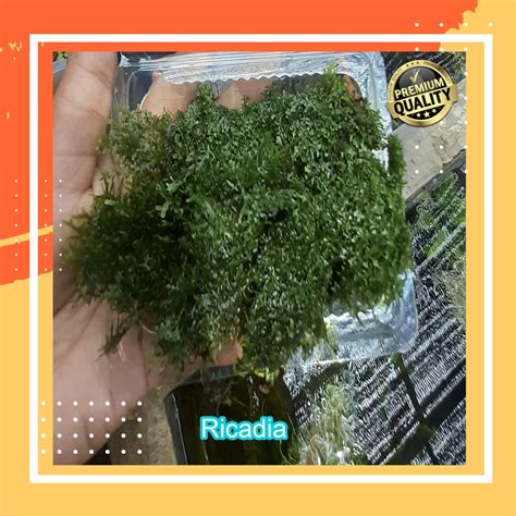 Jual Tanaman Aquascape Hiasan Aquarium Moss Ricardia Shopee Indonesia