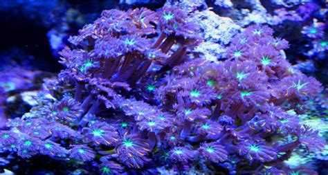 Clove Polyps Reef Aquarium