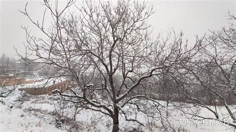 21年山里的第一场雪 知乎