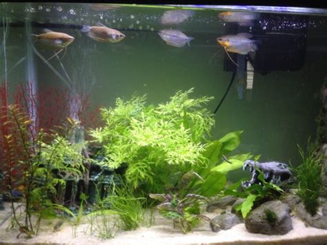 Pearl Gourami: Care Guide, Breeding, Tank Size, & Diseases