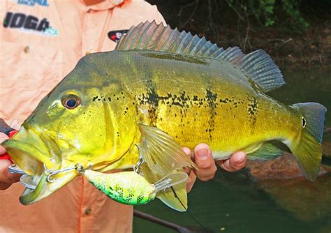 Como pescar tucunaré crank bait Revista Pesca Companhia