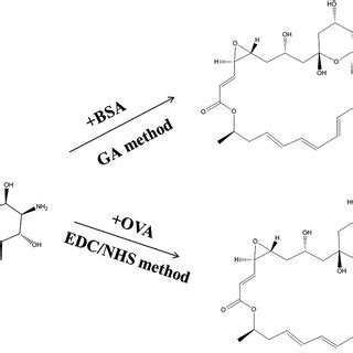 synthesis  immunogen  coating antigen  scientific