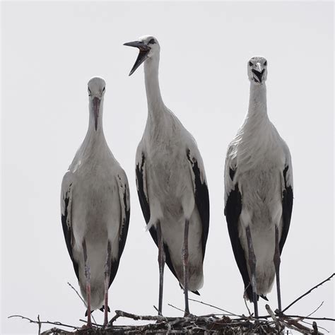 White Storks Birds Free Photo On Pixabay Pixabay