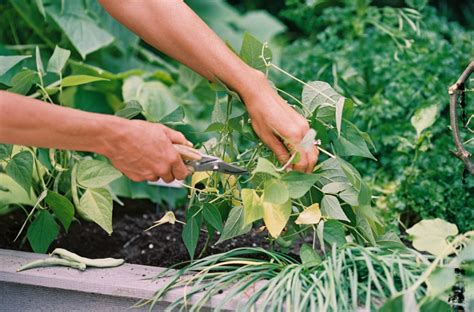 How To Grow Bush Beans In An Organic Kitchen Garden • Gardenary