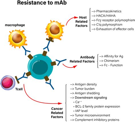 Factors that influence the anti-tumor activity of monoclonal ...