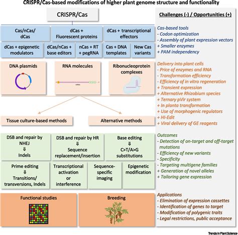 Review CRISPR Cas Mediated Plant Genome Editing A Decade After