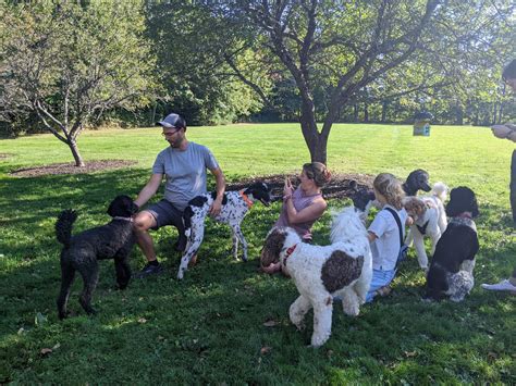 Maine Poodle Rescue
