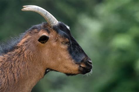 130 African Mountain Goat Stock Photos Pictures And Royalty Free Images