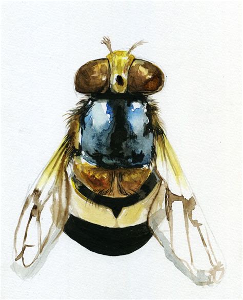 Insect—sketch Watercolour And Ink Kleuren Insecten Tekenen