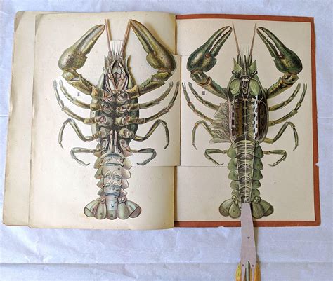 Lobster Scientific Illustration