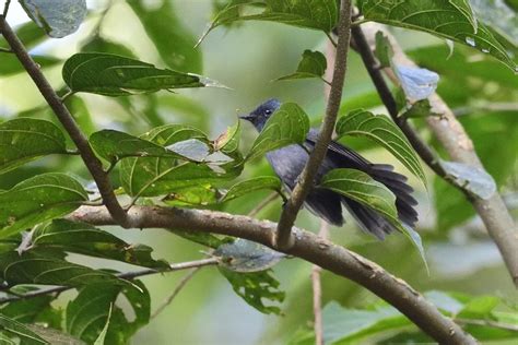 Fairy Elminia Flycatchers Holmen Birding Safaris