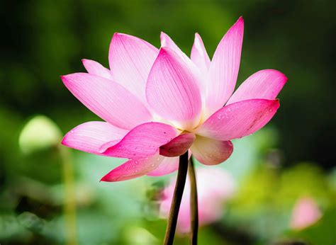 Some plants generate heat to attract pollinators - Earth.com