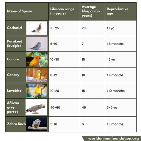 Bird Age To Human Years Calculator En Pet Yolo