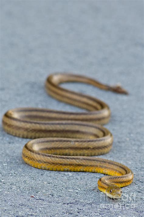 Basking Florida Yellow Rat Snake Photograph By Natural Focal Point