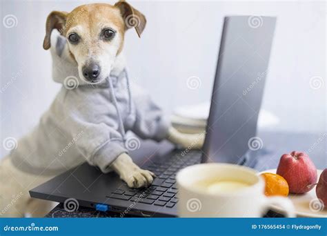 Dog Using Laptop Work Remotely Stock Photo Image Of Concept