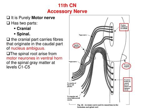 PPT - The Cranial Nerves XI-XII Accessory Nerve and Hypoglossal Nerve ...