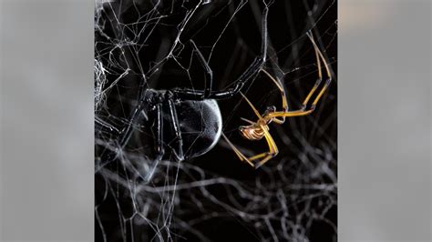 For Male Spiders Its Twerk Or Be Eaten Fox News