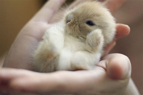 40 Adorable and Cute Small Animal Pictures