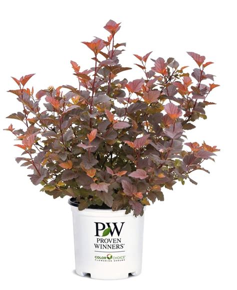 Proven Winners Pw Ninebark Ginger Wine The Home Depot Canada