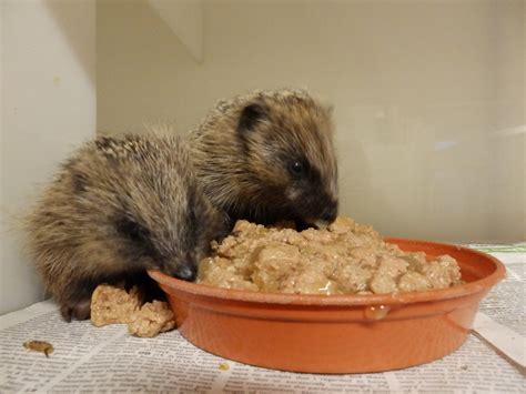 Happy Hedgehogs At The Northumbrian Hedgehog Rescue Trust Doxdirect