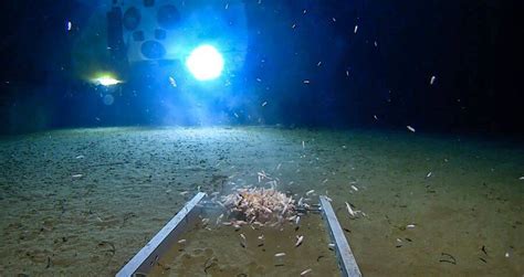 Challenger Deep: What Lies In The Deepest Part Of The Ocean?